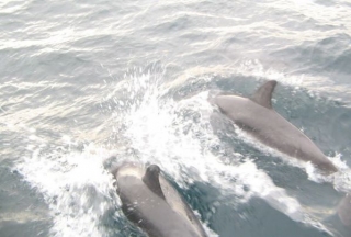encontramos una pareja de delfines
